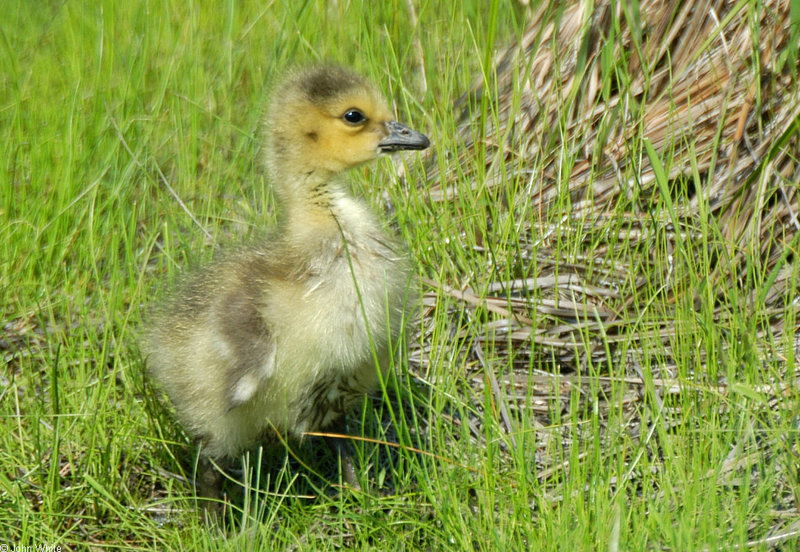 Birds - Gosling - Canada Goose (Branta canadensis)005; DISPLAY FULL IMAGE.