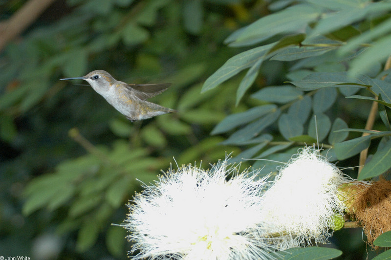 Birds - Costa's Hummingbird (Calypte costae)003; DISPLAY FULL IMAGE.