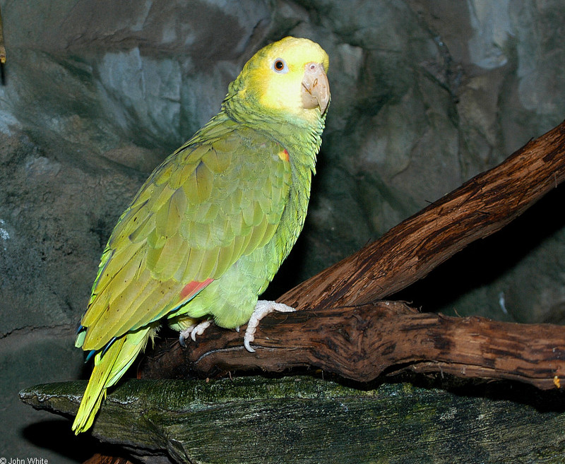 Birds - Double yellow-headed Amazon Parrot (Amazona oratrix)001; DISPLAY FULL IMAGE.