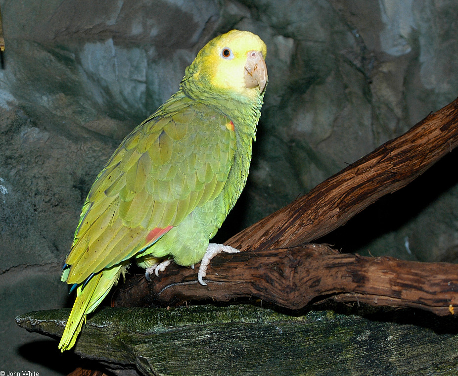 Yellow-Headed Amazon Parrot - wide 2