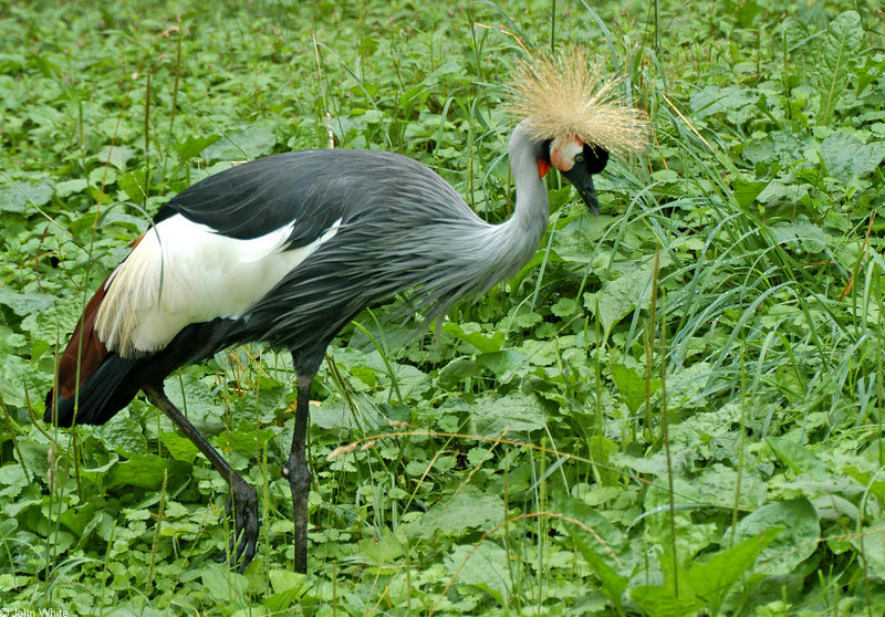 Birds - Grey Crowned Crane (Balearica regulorum); DISPLAY FULL IMAGE.