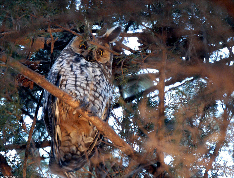 Birds - Long-eared Owl (Asio otus)013; DISPLAY FULL IMAGE.