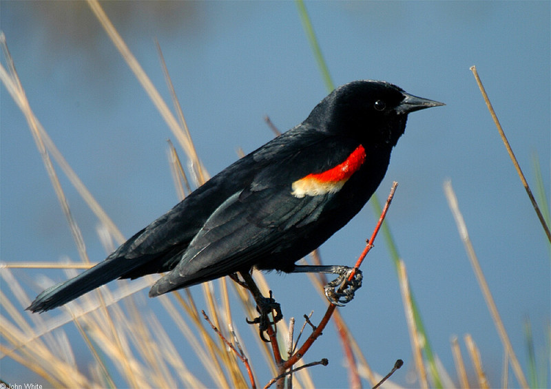 Birds - Red-winged Blackbird (Agelaius phoeniceus); DISPLAY FULL IMAGE.