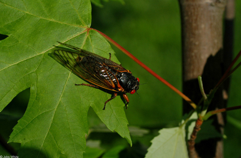 Invertebrates - 17-Year Periodical Cicada (Magicicada sp.) 001; DISPLAY FULL IMAGE.