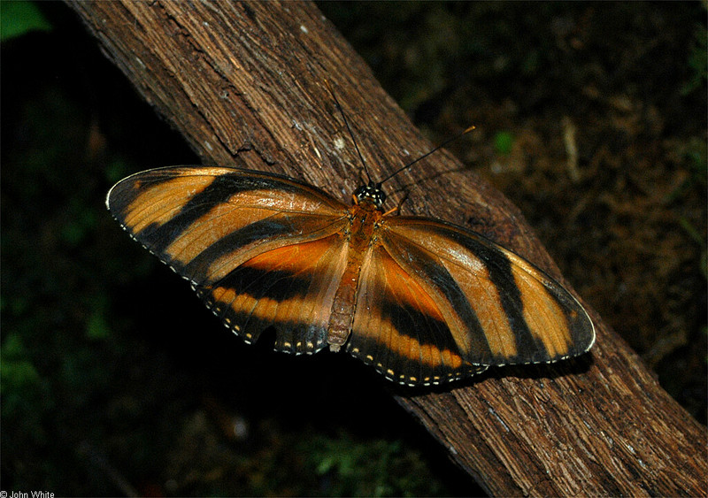 Invertebrates - Banded Orange (Dryadula phaetusa)002; DISPLAY FULL IMAGE.