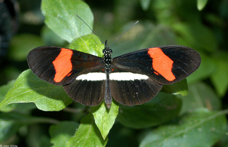 Invertebrates - Crimson-patched Longwing (heliconius erato)002; DISPLAY FULL IMAGE.
