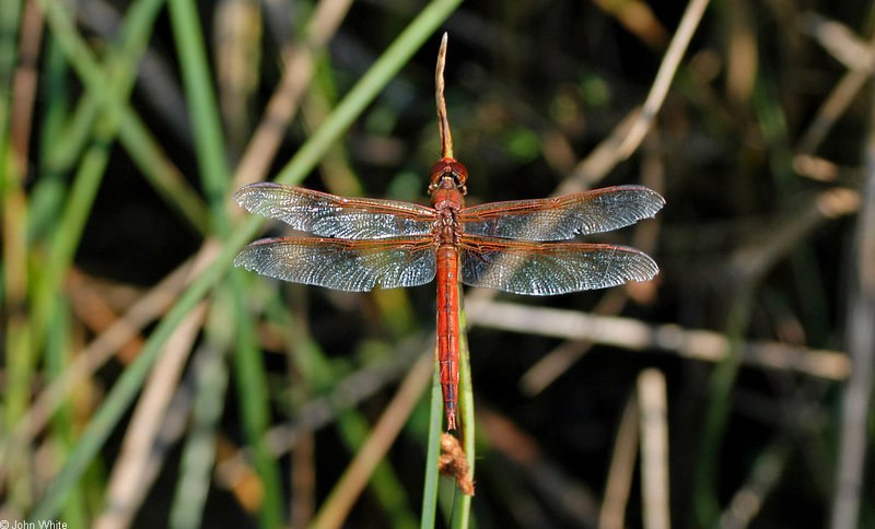 Invertebrates - Needham's Skimmer (Libellula needhami); DISPLAY FULL IMAGE.