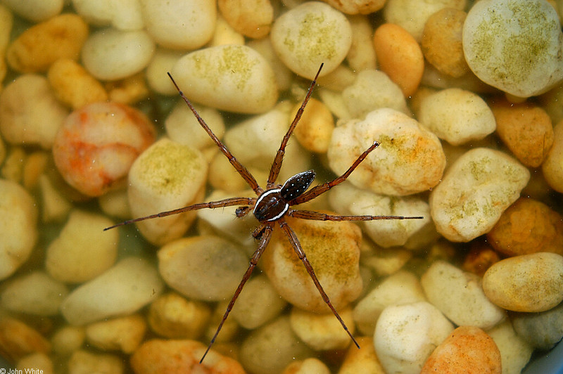 Invertebrates - Six-spotted Fishing Spider (Dolomedes triton)005; DISPLAY FULL IMAGE.