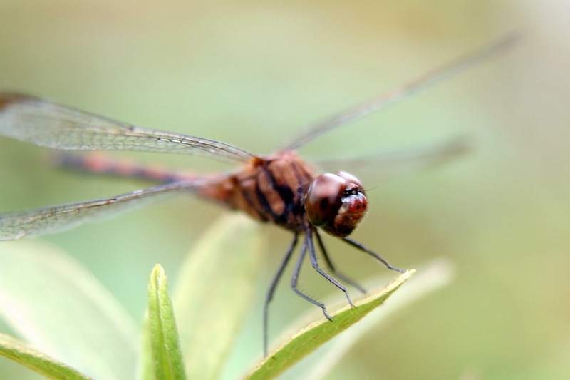 Dragonfly {!--이름모를 잠자리-->; DISPLAY FULL IMAGE.