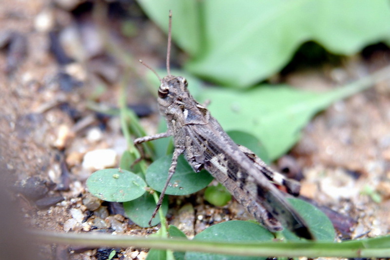 Grasshopper that lost one leg {!--다리 하나를 잃은 메뚜기-->; DISPLAY FULL IMAGE.