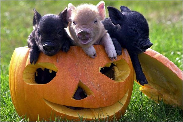 Pet Pigs Mini