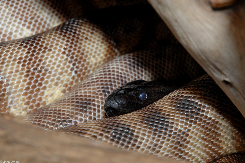 Black-headed Python (Aspidites melanocephalus); DISPLAY FULL IMAGE.