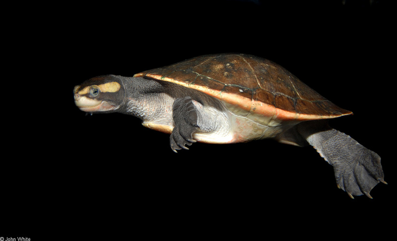 Red-bellied Short-necked Turtle  or Jardine River Turtle (Emydura subglobosa); DISPLAY FULL IMAGE.