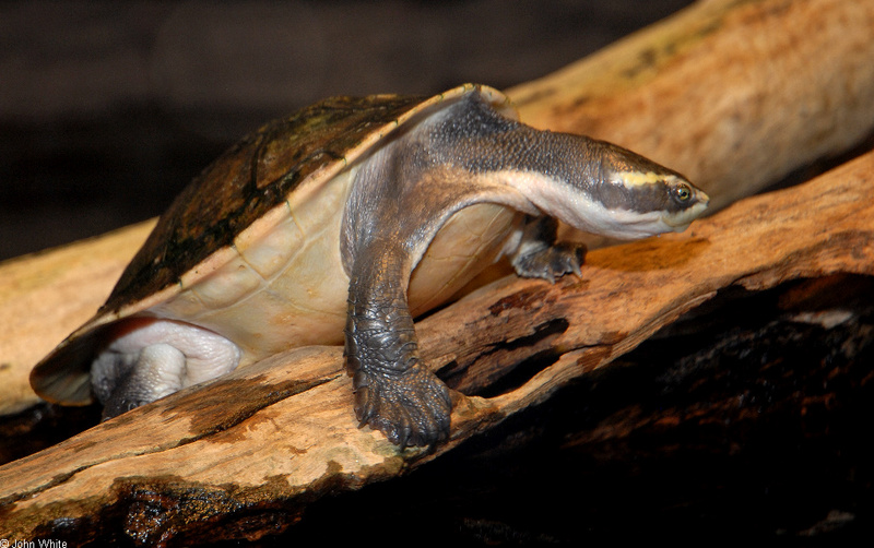 Northern Yellow-faced Turtle (Emydura tanybaraga)0002; DISPLAY FULL IMAGE.