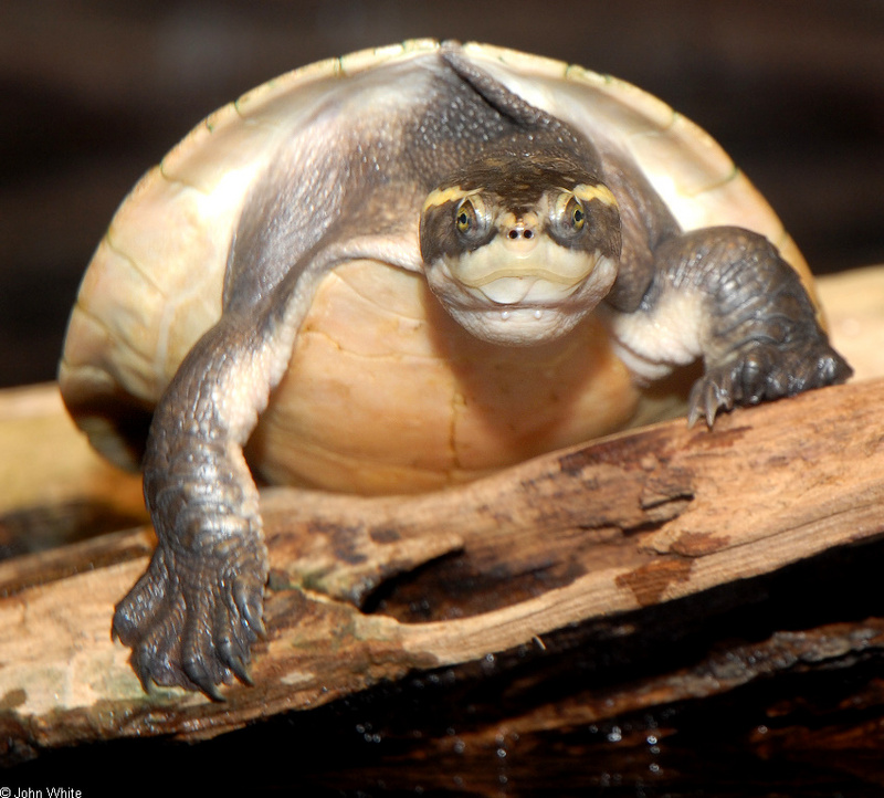 Northern Yellow-faced Turtle (Emydura tanybaraga)0003; DISPLAY FULL IMAGE.