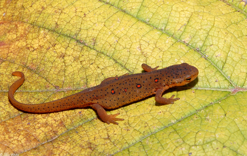 Red-spotted newt eft1; DISPLAY FULL IMAGE.