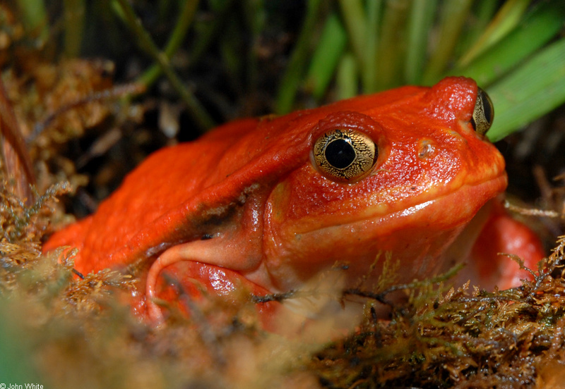 Tomato Frog (Dyscophus antongilii); DISPLAY FULL IMAGE.