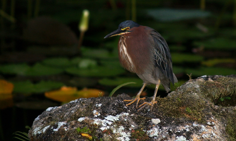 (Animals from Disney Trip) Green-backed Heron; DISPLAY FULL IMAGE.