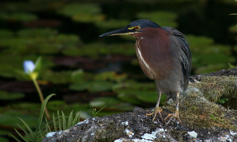 (Animals from Disney Trip) Green-backed Heron; DISPLAY FULL IMAGE.