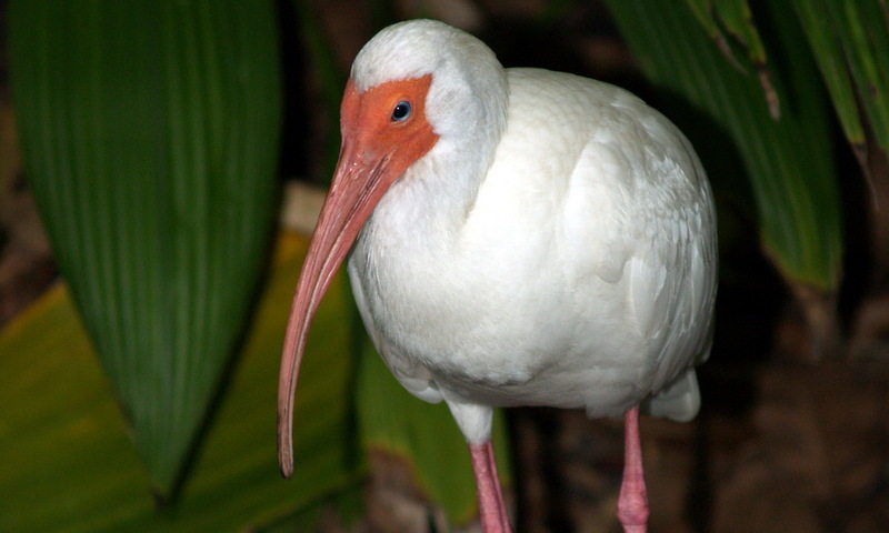 (Animals from Disney Trip) American White Ibis; DISPLAY FULL IMAGE.