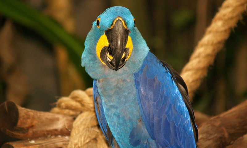 (Animals from Disney Trip) Macaw; DISPLAY FULL IMAGE.