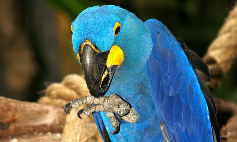 (Animals from Disney Trip) Macaw; DISPLAY FULL IMAGE.