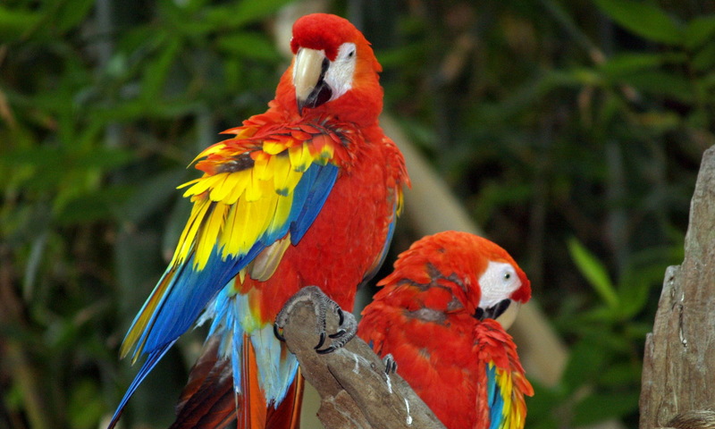 (Animals from Disney Trip) Scarlet Macaws - scarlet macaw (Ara macao); DISPLAY FULL IMAGE.