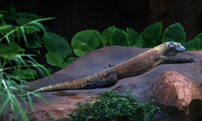 (Animals from Disney Trip) Komodo Dragon; DISPLAY FULL IMAGE.