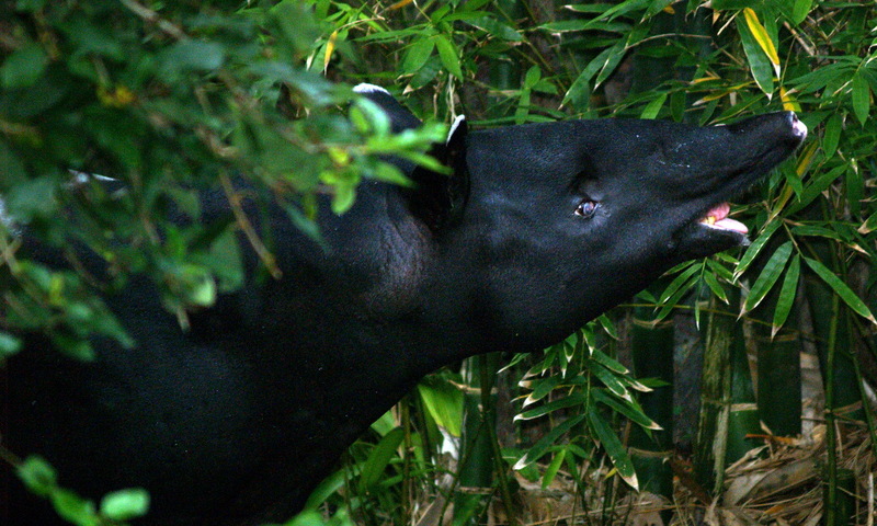 (Animals from Disney Trip) Brazilian Tapir; DISPLAY FULL IMAGE.