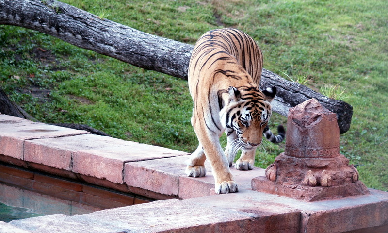 (Animals from Disney Trip) Tiger; DISPLAY FULL IMAGE.