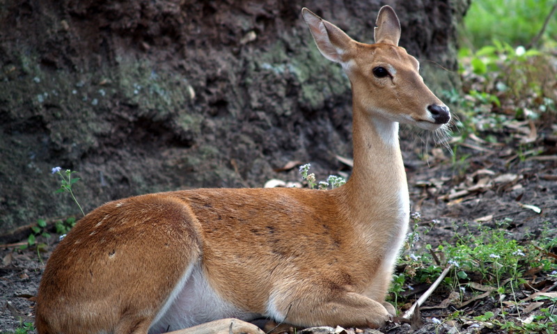 (Animals from Disney Trip) Deer; DISPLAY FULL IMAGE.