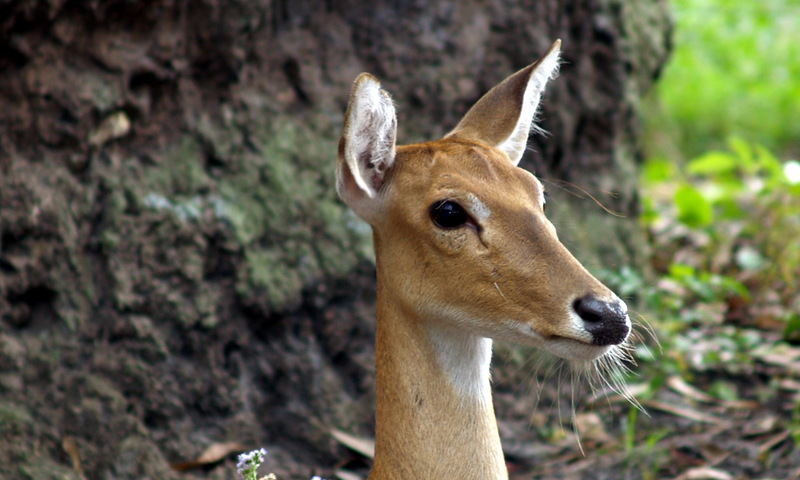 (Animals from Disney Trip) Deer; DISPLAY FULL IMAGE.