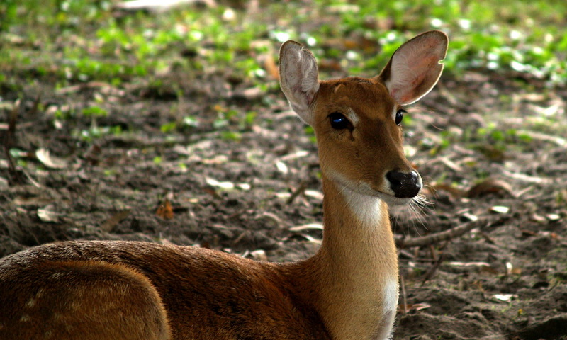 (Animals from Disney Trip) Deer; DISPLAY FULL IMAGE.