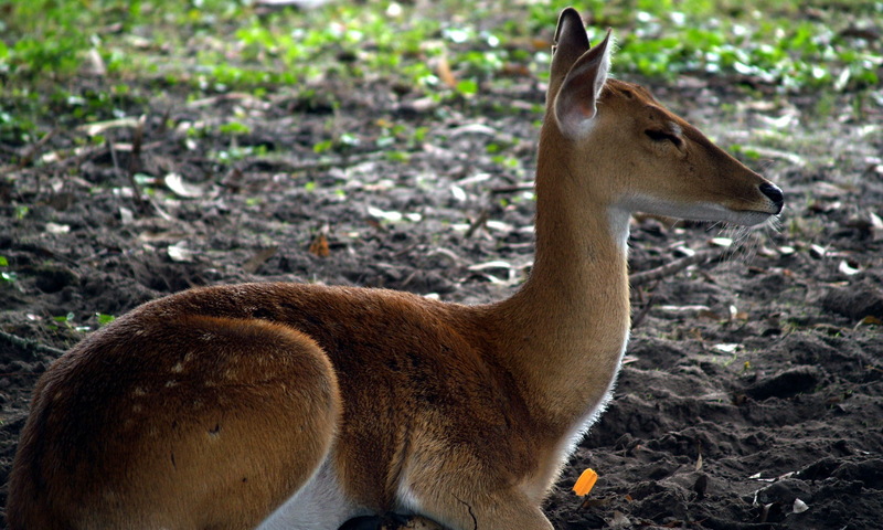 (Animals from Disney Trip) Deer; DISPLAY FULL IMAGE.