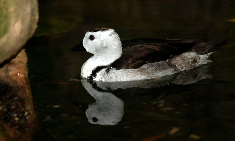 (Animals from Disney Trip) Unknown Duck; DISPLAY FULL IMAGE.