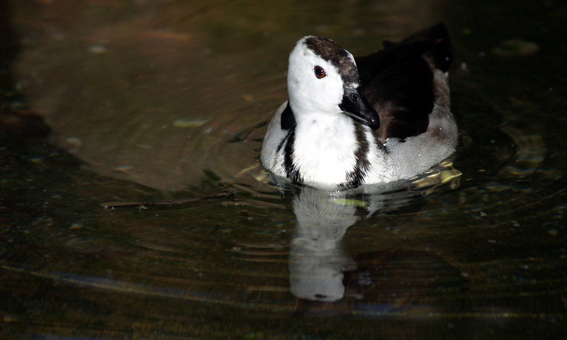 (Animals from Disney Trip) Unknown Duck; DISPLAY FULL IMAGE.