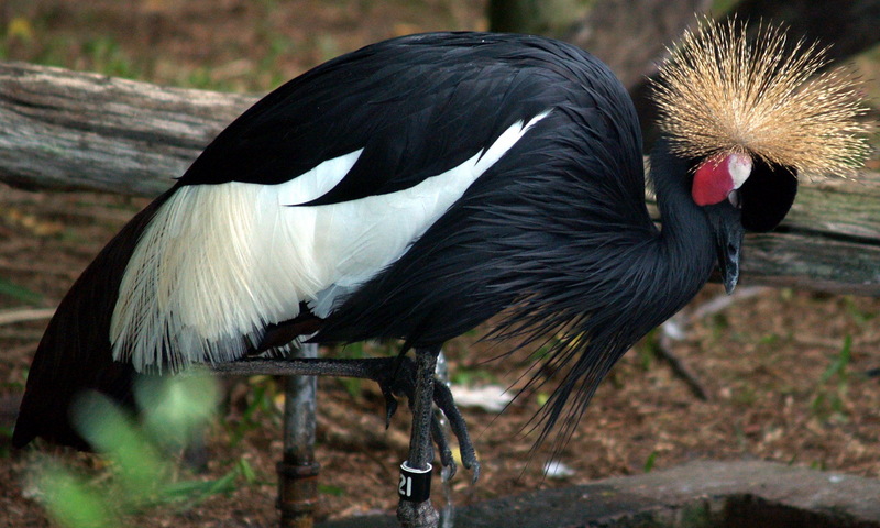 (Animals from Disney Trip) Crowned Crane; DISPLAY FULL IMAGE.