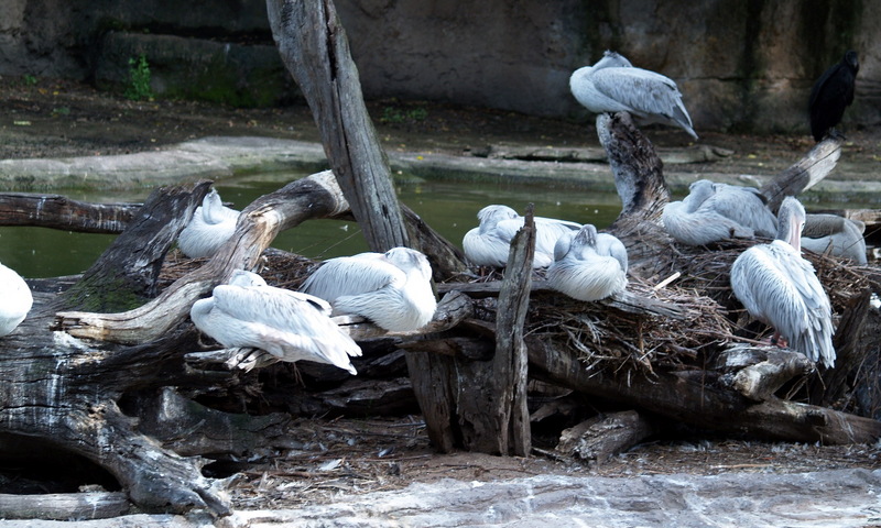 (Animals from Disney Trip) Pelicans; DISPLAY FULL IMAGE.
