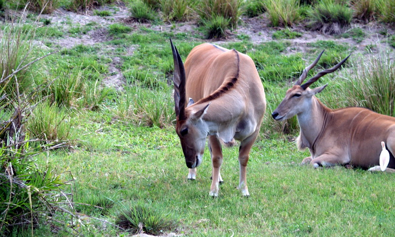 (Animals from Disney Trip) Antelopes; DISPLAY FULL IMAGE.