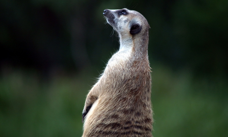 (Animals from Disney Trip) Meerkat; DISPLAY FULL IMAGE.