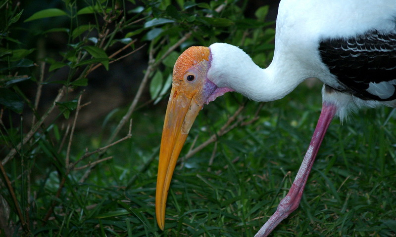 (Animals from Disney Trip) Painted Stork; DISPLAY FULL IMAGE.