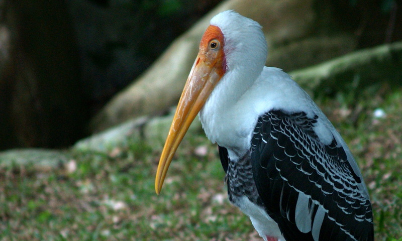 (Animals from Disney Trip) Painted Stork; DISPLAY FULL IMAGE.