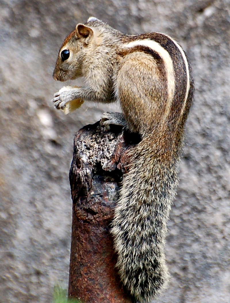 Sri Lanka Palm Squirrel; DISPLAY FULL IMAGE.