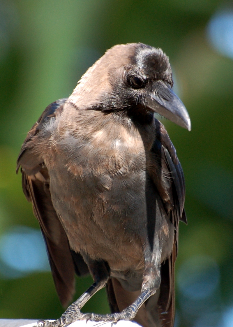 Common Crow Sri Lanka; DISPLAY FULL IMAGE.