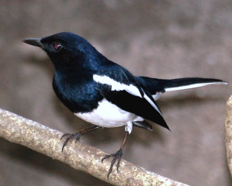 Magpie-Robin of Sri Lanka; DISPLAY FULL IMAGE.