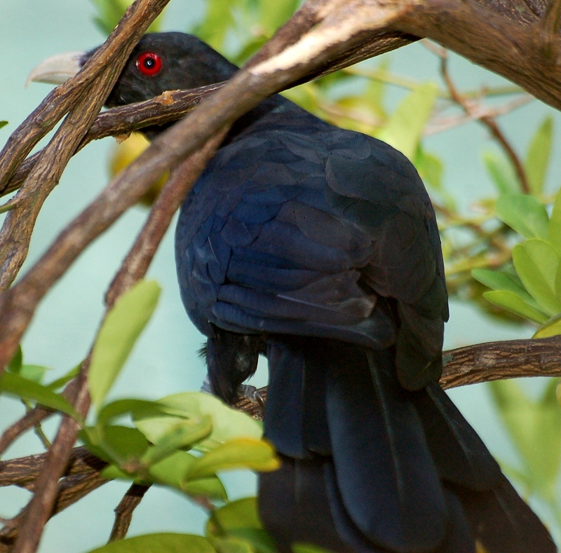 Koel. Brain-Fever bird.  Sri Lanka; DISPLAY FULL IMAGE.