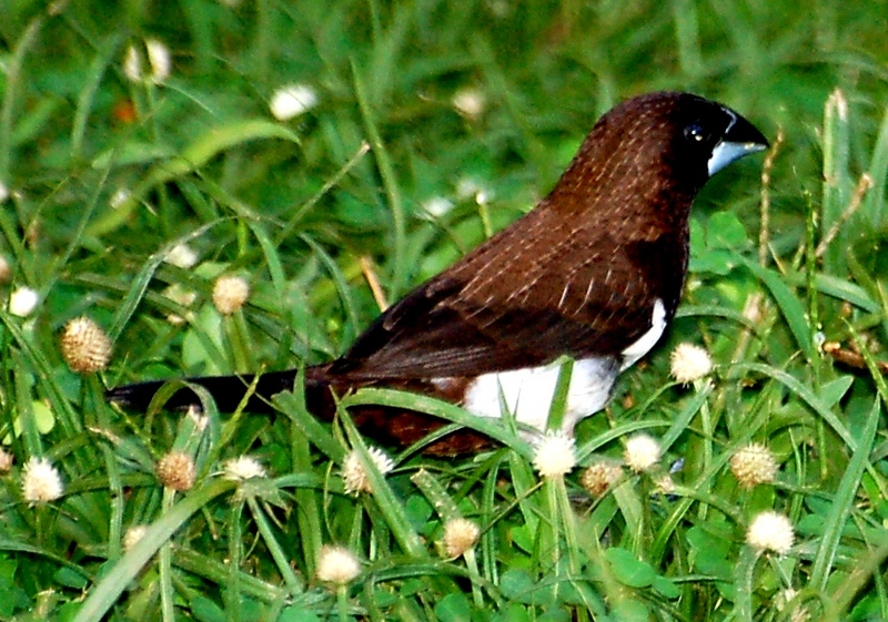 Munia or Paddy-bird Sri Lanka; DISPLAY FULL IMAGE.