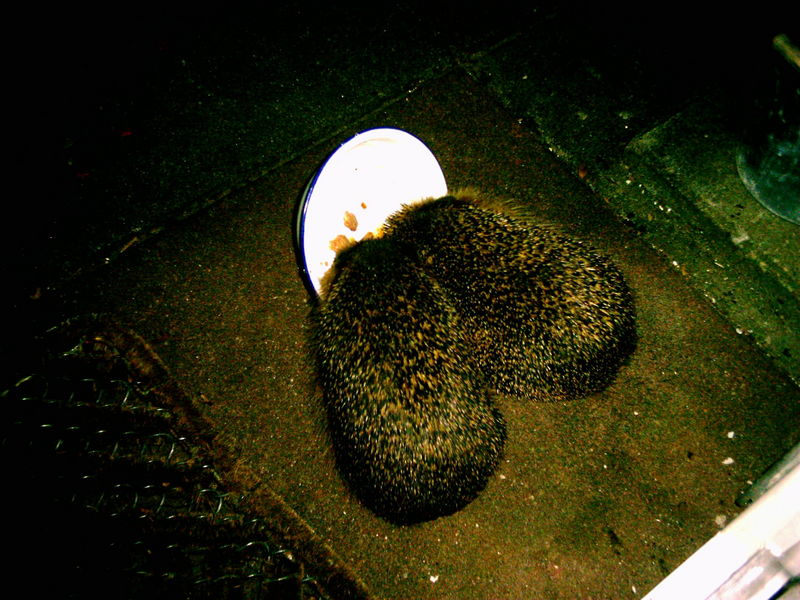 Hedgehogs preparing for winter hibernating; DISPLAY FULL IMAGE.