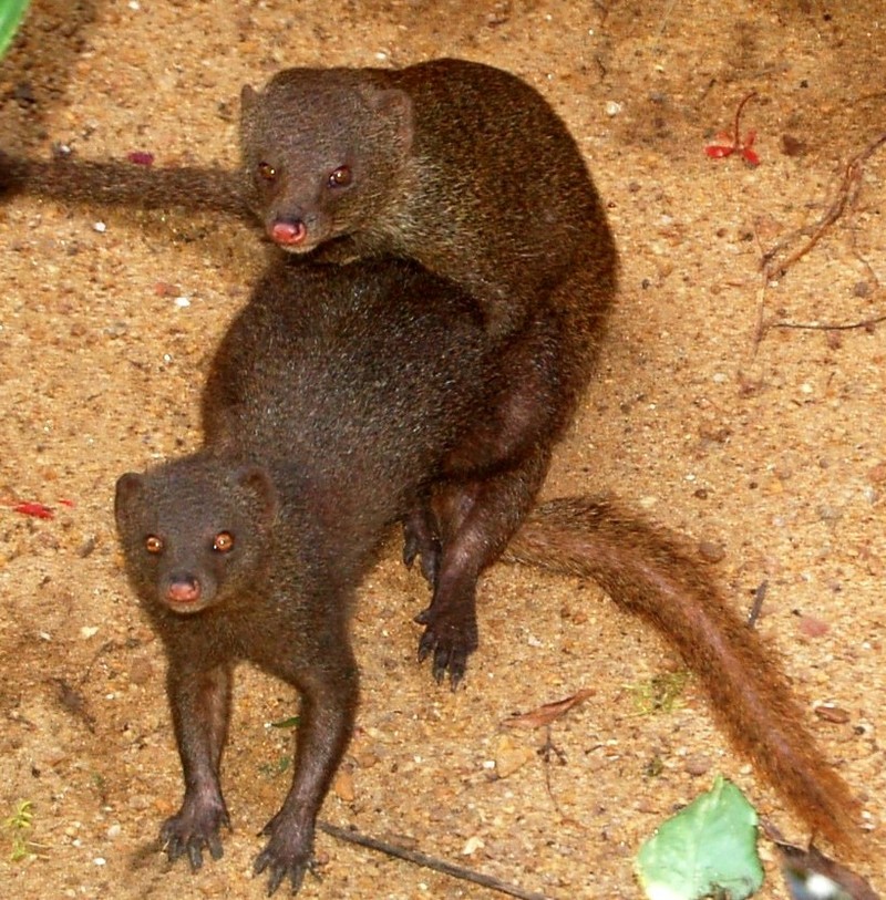 Ruddy mongoose Copulating pair; DISPLAY FULL IMAGE.