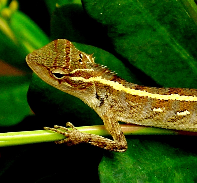 Garden Lizard Sri Lanka; DISPLAY FULL IMAGE.